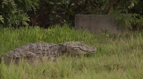 Vídeo: jacaré que foi baleado é devolvido à natureza em SC
