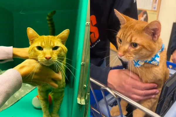 Montagem de duas imagens coloridas do gato laranja