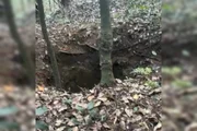 Um buraco profundo foi encontrado na mata Um buraco profundo foi encontrado na mata