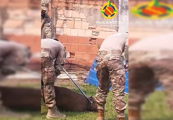 Capivara dá trabalho, mas é resgatada após “invadir” quintal de casa no DF