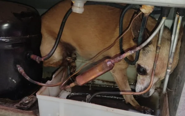 goias cachorra motor geladeira