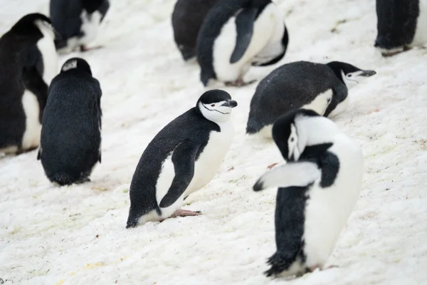 Imagem colorida de pinguins-de- barbicha-Metrópoles