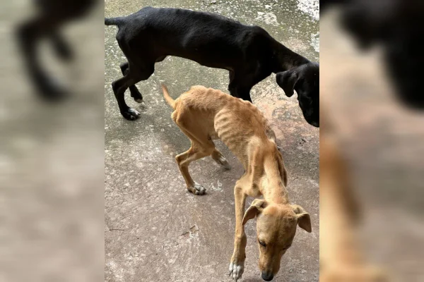 Um cachorro preto e outro marrom, caminhando, aparentemente magros - Metrópoles