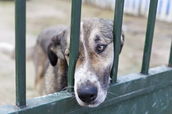 cachorro coloca o focinho entre ferros de uma grade verde