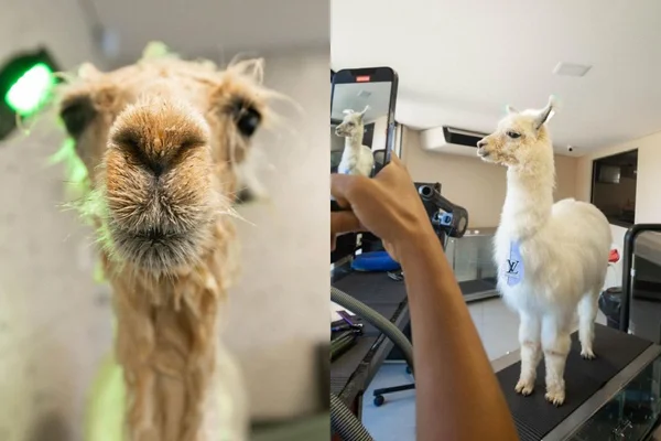 Pet shop recebe lhama para tomar banho e registros fofos comovem web