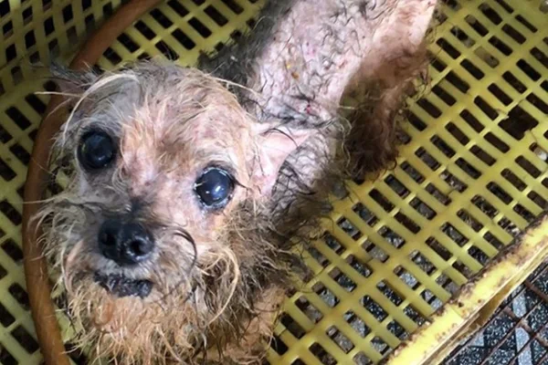 Luisa Mell resgata centenas de animais presos em gavetas e caixas