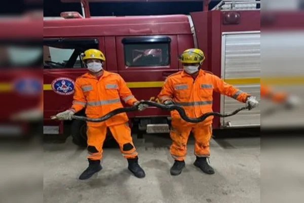 Sucuri de 2 metros encontrada em caminhão