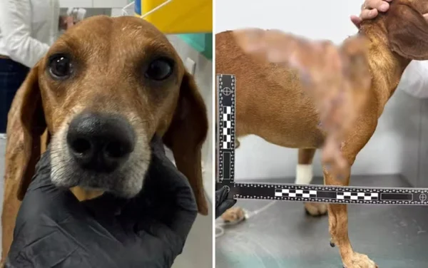 imagem colorida cachorro queimado líquido quente goiania