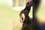 “Impostor Alemão” e mais: Prefeitura de SP terá feira de adoção de animais - imagem 5 “Impostor Alemão” e mais: Prefeitura de SP terá feira de adoção de animais - imagem 5