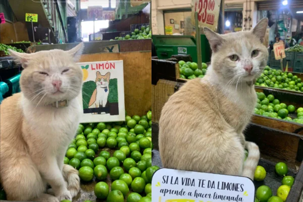 Montagem de duas imagens coloridas de gato feirante