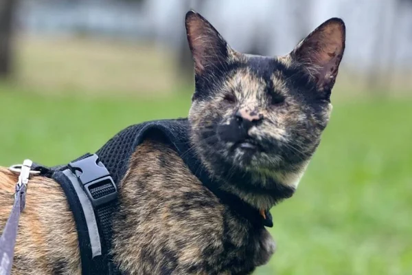 Gata sem olhos que foi resgatada da rua é adotada e vira influencer
