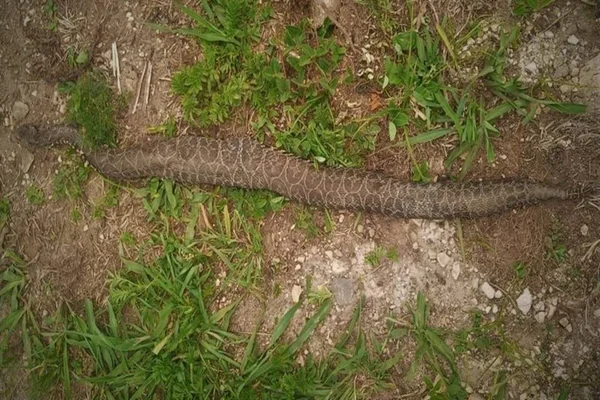 Cobra venenosa mata vaca em Santa Catarina