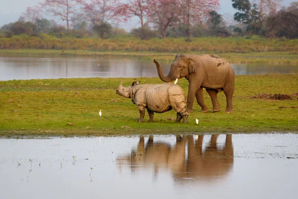 Imagem colorida mostra rinoceronte e elefante parados na natureza - Metrópoles