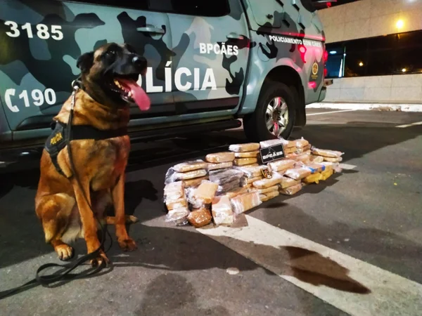 Cão policial apreende mais de 80 tabletes de maconha em ônibus que ia para o Piauí