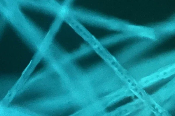 Cabelo visto em microscópio