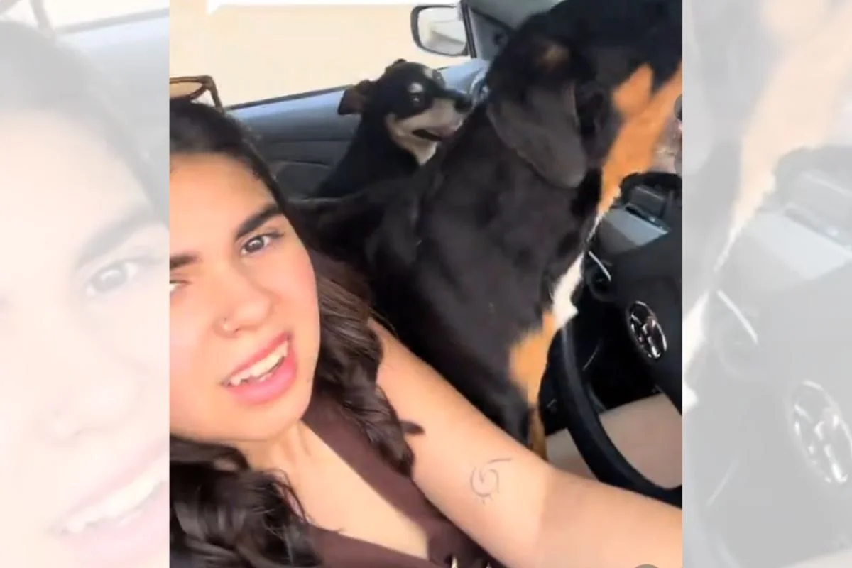 Mulher faz carinho em cães na rua e tem carro invadido pelos animais