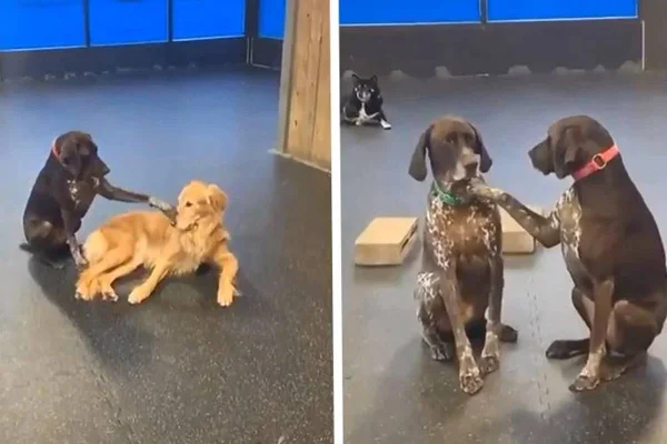 Cachorra dá carinho para colegas de abrigo