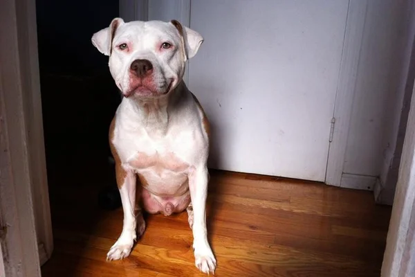 Cachorro não consegue parar de sorrir após ser adotado