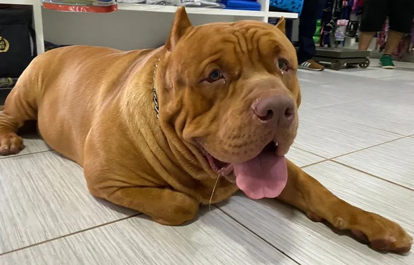 Pitbull de Rondônia, Drax, maior do mundo