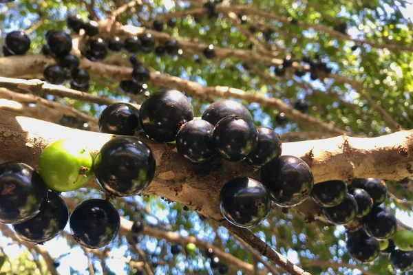 Foto mostra um pé de jabuticaba com frutas em primeiro plano - Metrópoles