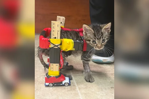 Imagem mostra gatinho com cadeira de rodas improvisada - Metrópoles