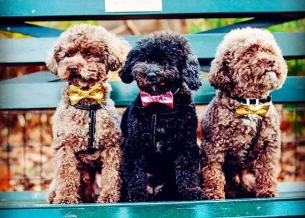 Tipos de poodle: quais são as principais diferenças?