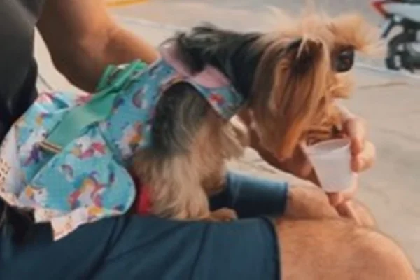 Cachorrinha Cherie - Metrópoles