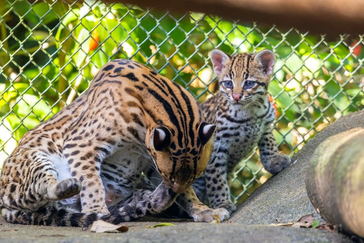 Nova moradora: filhote de jaguatirica nasce no zoológico de São Paulo - imagem 7 Nova moradora: filhote de jaguatirica nasce no zoológico de São Paulo - imagem 7