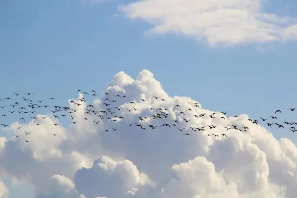 Aves voando