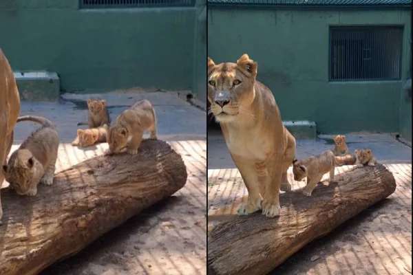 Uma TV será instalada no Zoológico para mostrar os filhotes de leão que estão na “maternidade”. Os bebês ainda não foram batizados - Metrópoles
