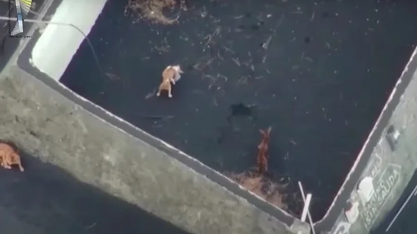 Cachorros ficam cercados por lava e são alimentados por drone em La Palma